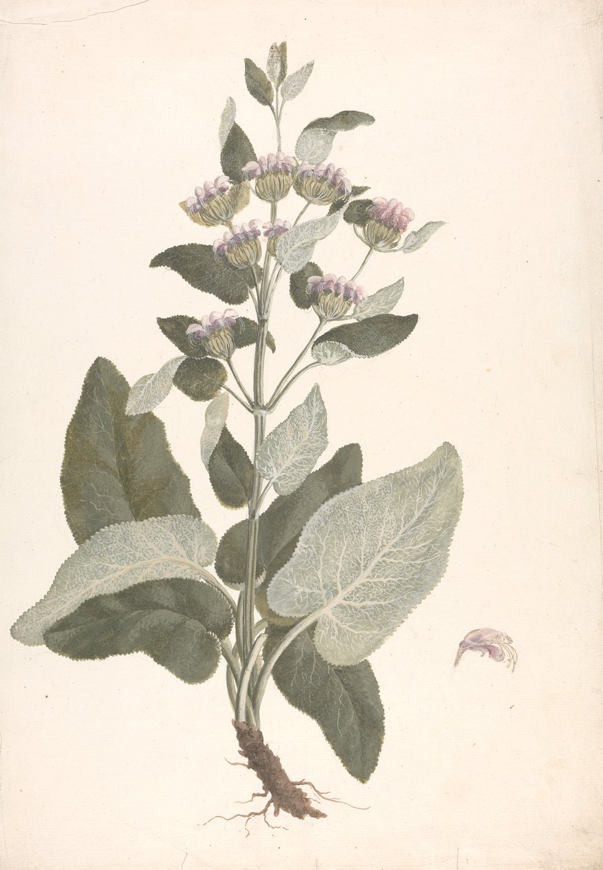 Phlomis herba-venti L. : 完成图纸 作者 詹姆斯·布鲁斯