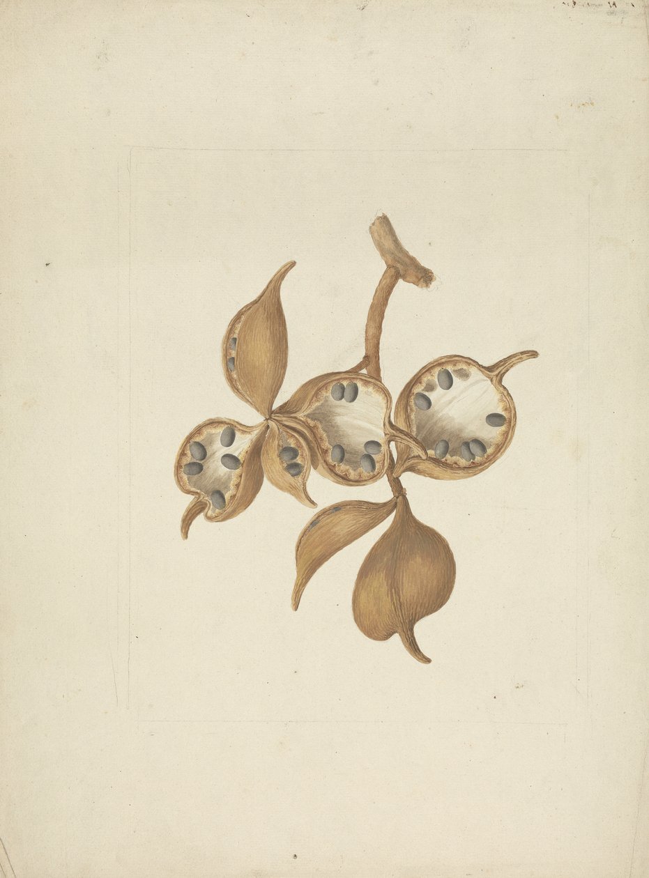 非洲胖大海（Sterculia africana (Lour.) Fiori）：带有种子荚的茎的完成图，一些打开显示种子 作者 詹姆斯·布鲁斯
