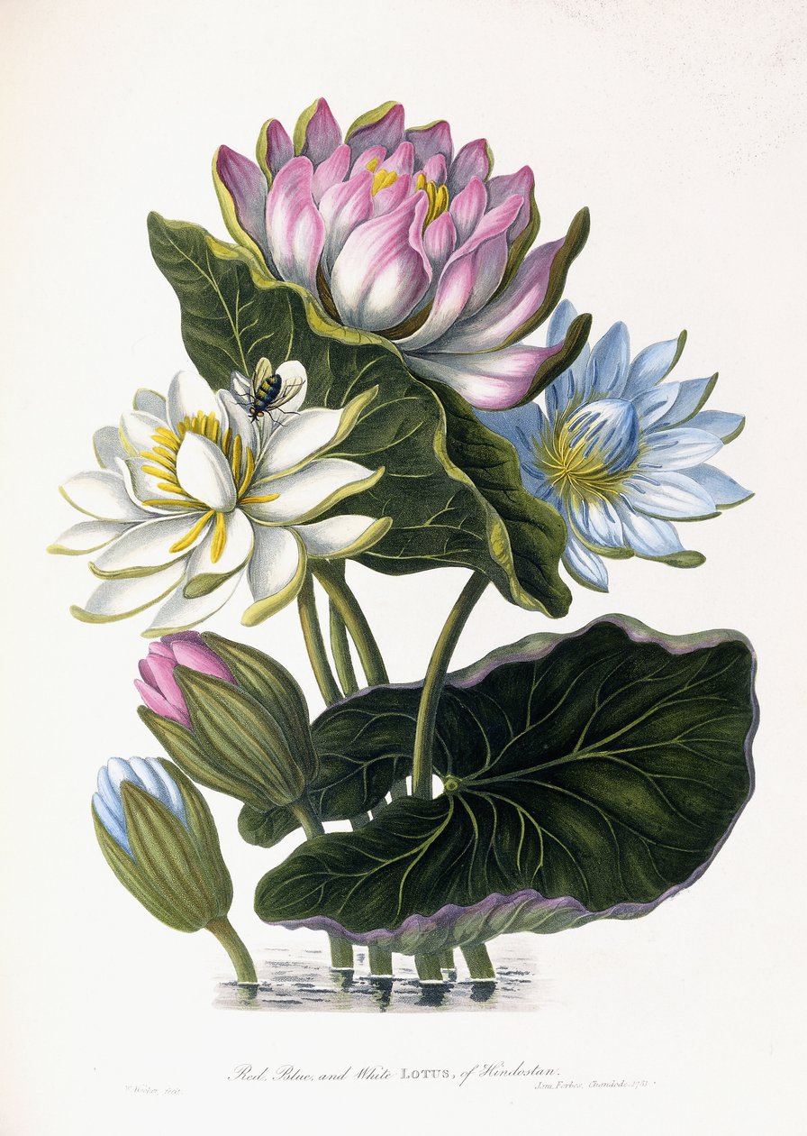 印度斯坦的红，蓝和白莲花，1781年 作者 詹姆斯·福布斯