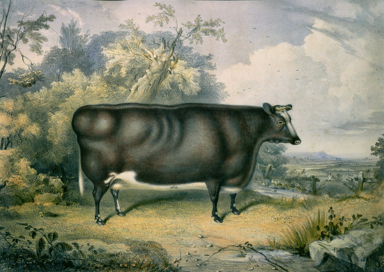 科特斯莫尔奖小母牛，在亨利斯特拉福德（1833-73）之后，1837年 作者 詹姆士吉尔斯