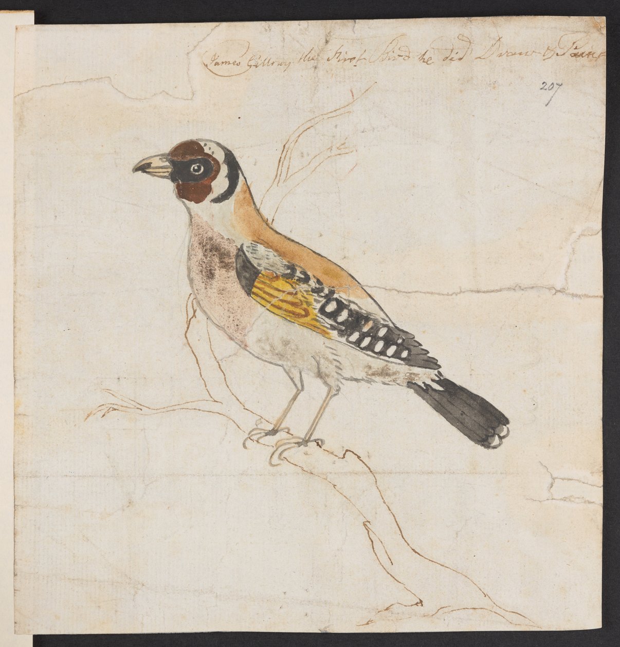 雏鸟，c。 1757-1815（水彩和水墨） 作者 詹姆斯·吉里