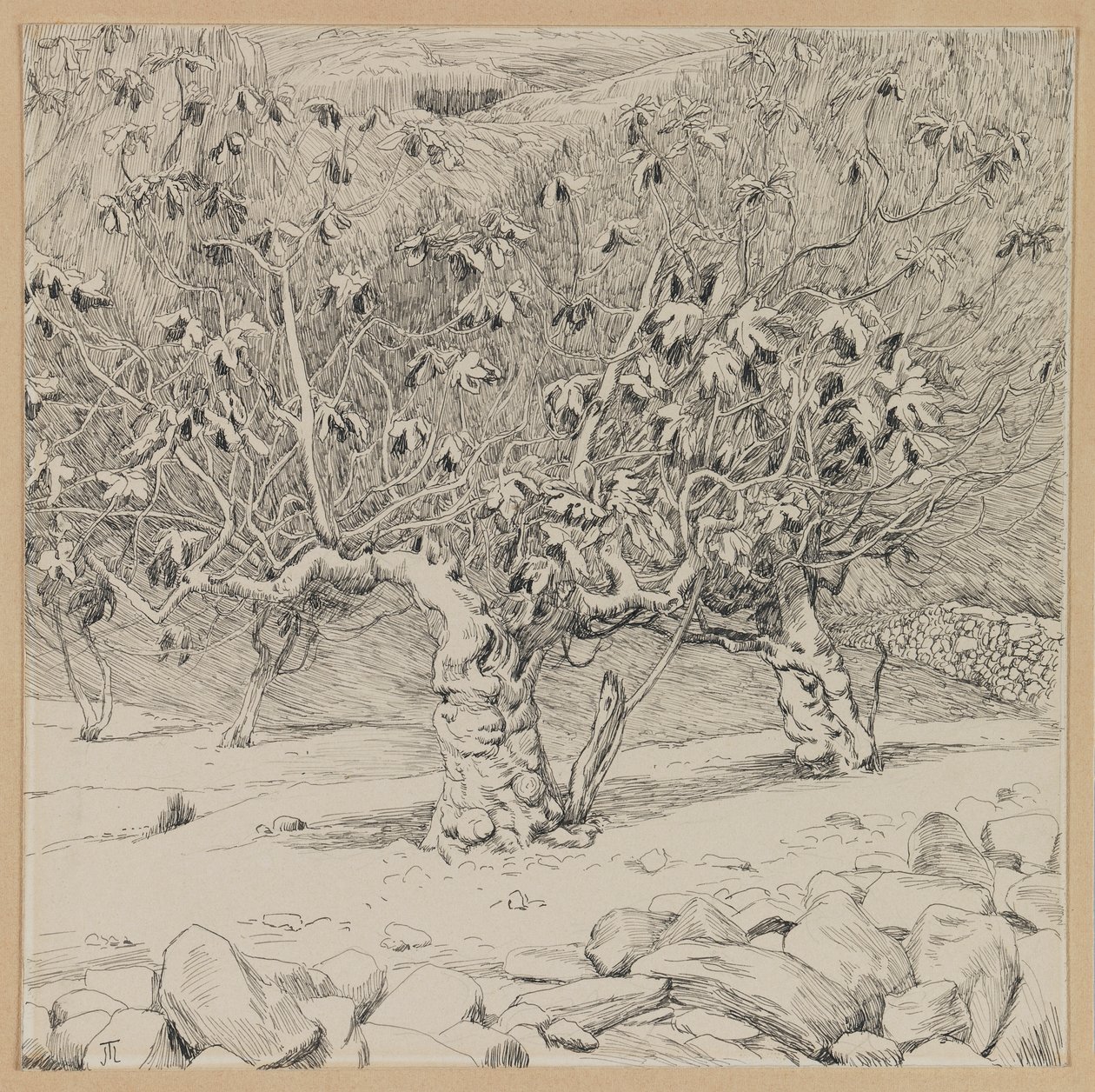 无花果树，欣嫩谷，从我们的主耶稣基督的生活插图（墨水在纸上） 作者 詹姆斯·雅克·约瑟夫·天梭