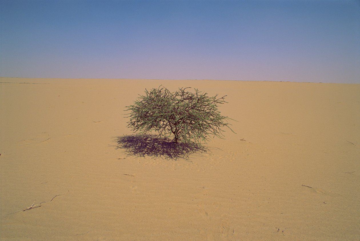 非洲尼日尔沙漠中的一棵孤立的树。也许是 "Arbre du Tenere "或 "貌似... 作者 詹姆斯·L·斯坦菲尔德