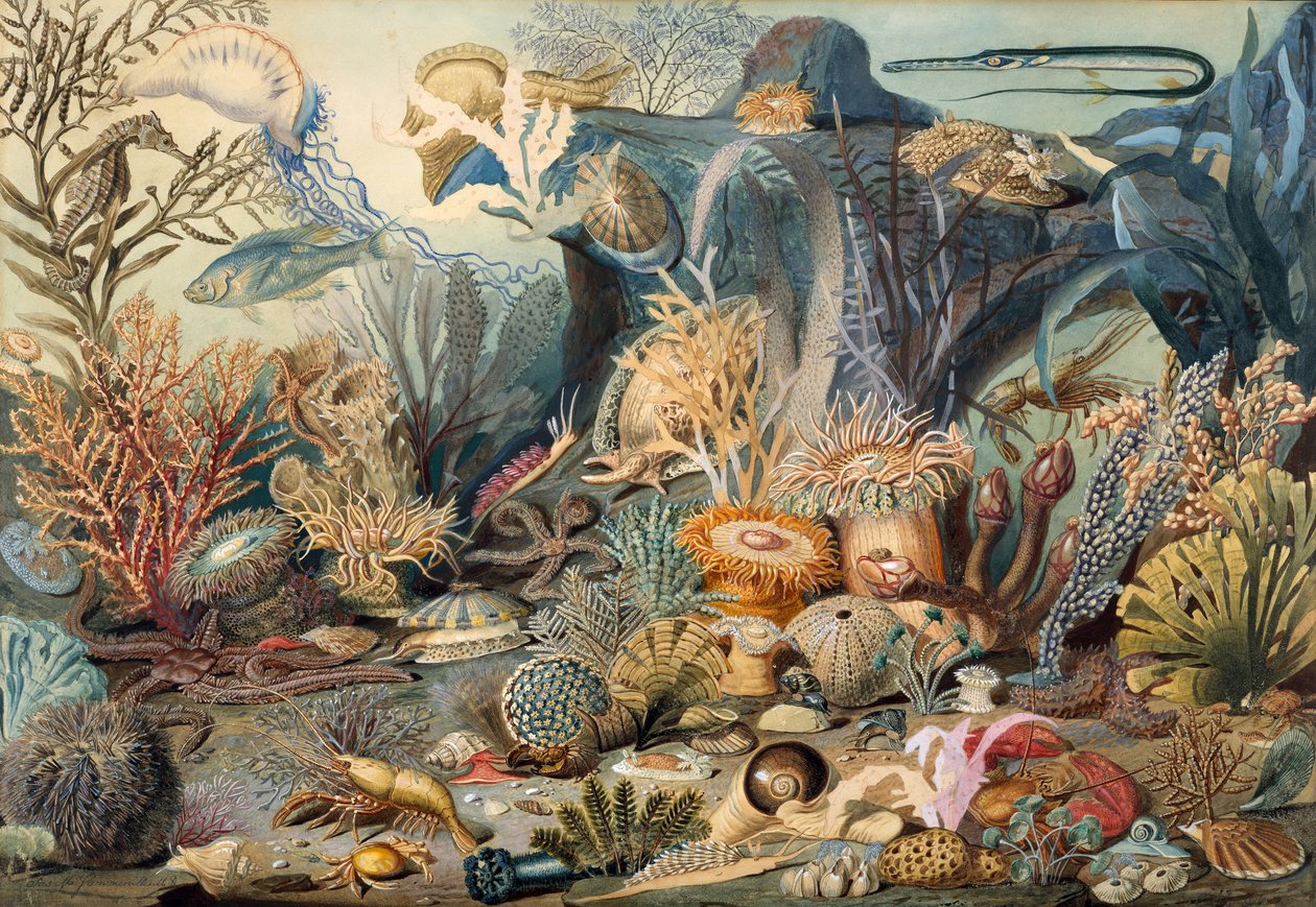 海洋生物。创作者：James M. Sommerville, Christian Schussele. 作者 詹姆斯·M·萨默维尔