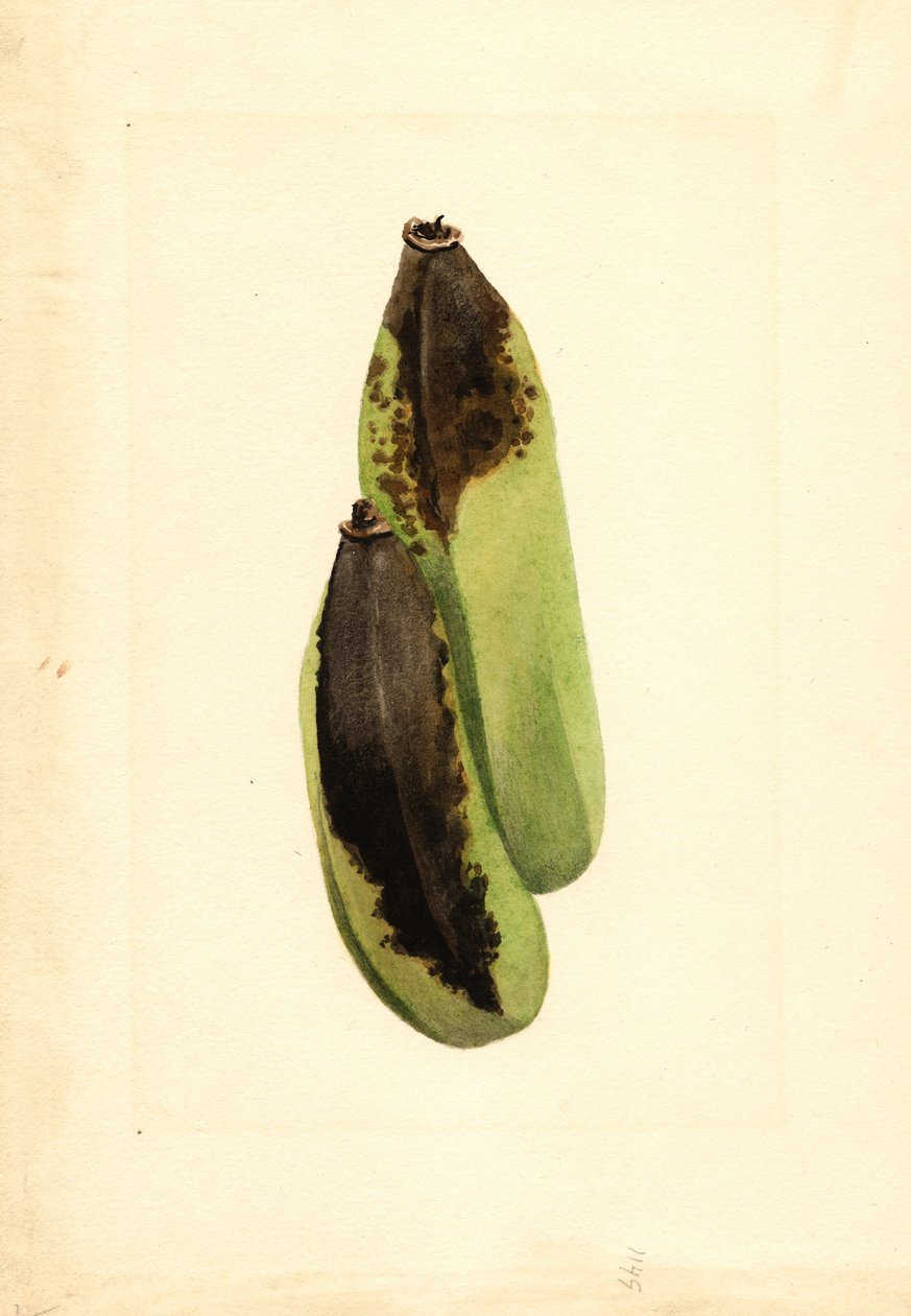 香蕉（Musa）（水彩画） 作者 詹姆斯·马里恩·舒尔