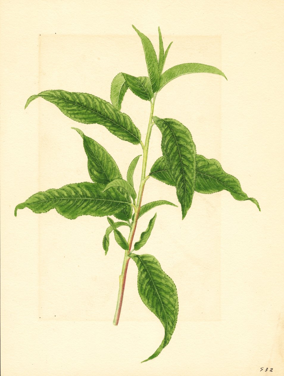 埃尔伯塔桃树（Prunus persica: Elberta）带绿叶的枝条（水彩画） 作者 詹姆斯·马里恩·舒尔