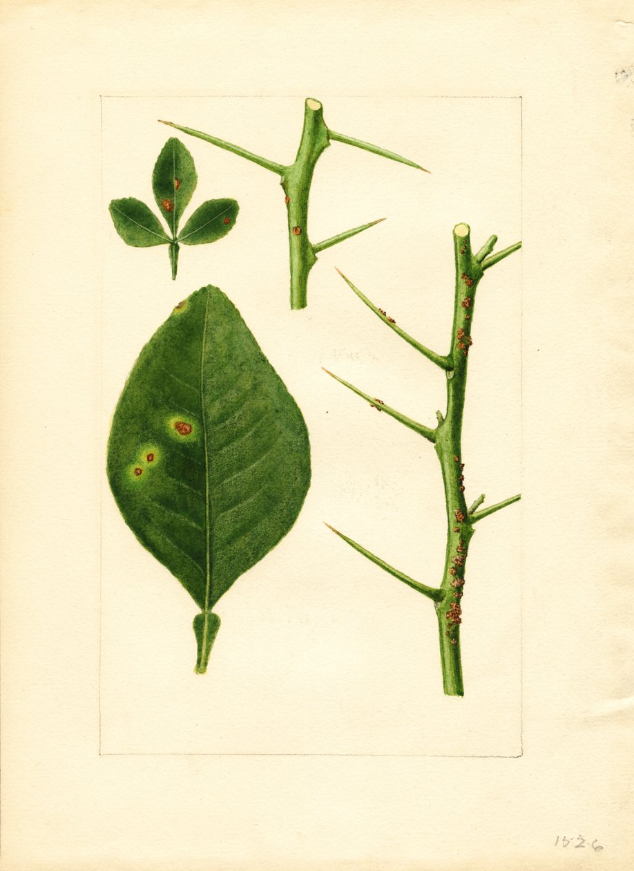 病橘树叶和树枝（Poncirus trifoliata）（水彩画） 作者 詹姆斯·马里恩·舒尔