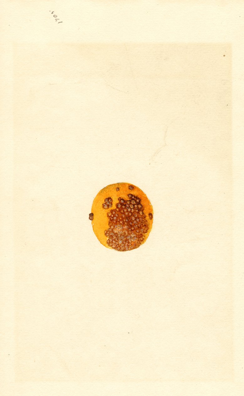 橙子（Poncirus trifoliata）（水彩画） 作者 詹姆斯·马里恩·舒尔