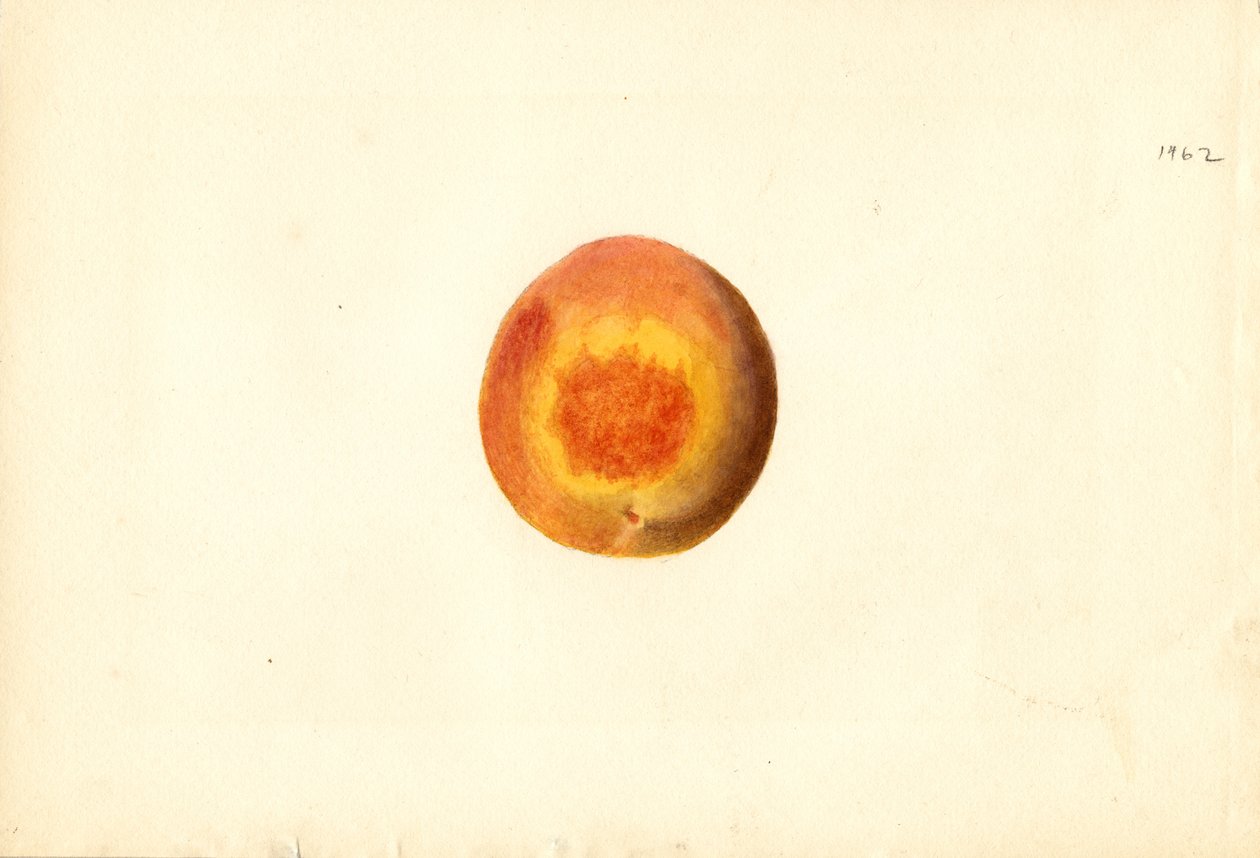 桃子（Prunus persica: Elberta）（水彩画） 作者 詹姆斯·马里恩·舒尔