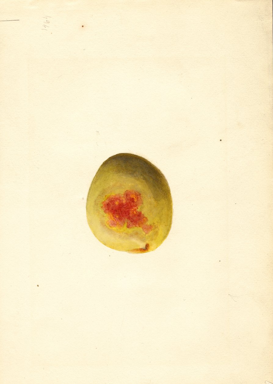 桃子（Prunus persica: Elberta）（水彩画） 作者 詹姆斯·马里恩·舒尔