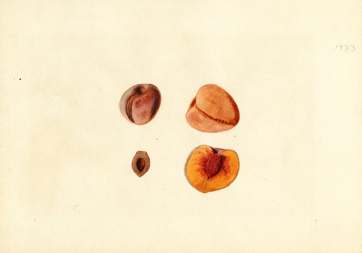 桃子（Prunus persica: Hutchkins）（水彩画） 作者 詹姆斯·马里恩·舒尔