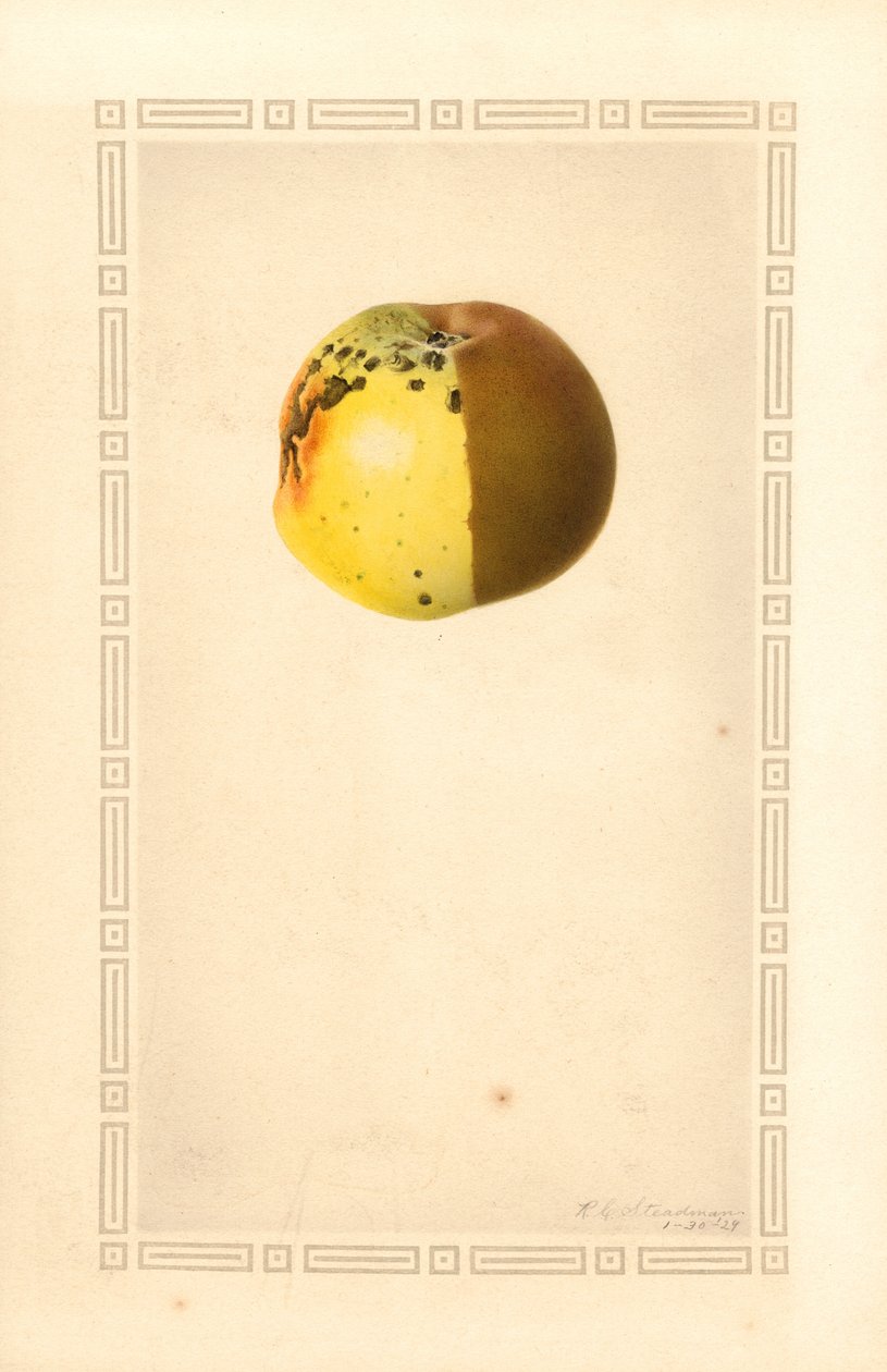 罗塞特苹果（Malus domestica）（水彩画） 作者 詹姆斯·马里恩·舒尔