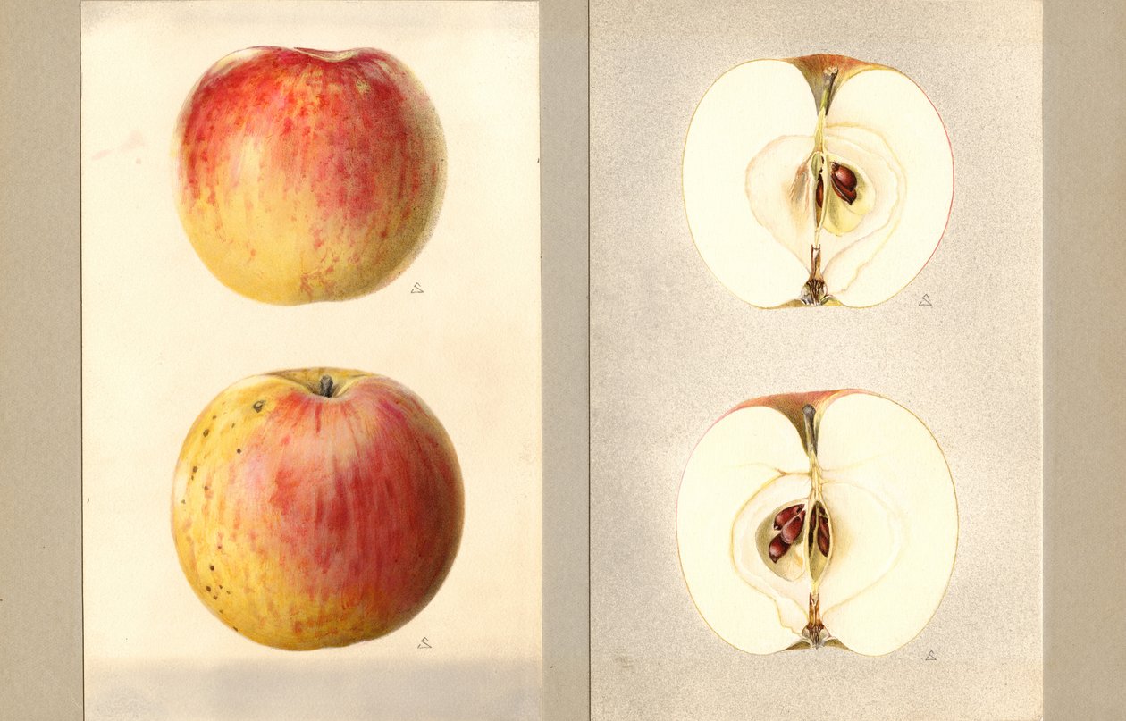 威尔逊六月苹果（Malus domestica）（水彩画） 作者 詹姆斯·马里恩·舒尔