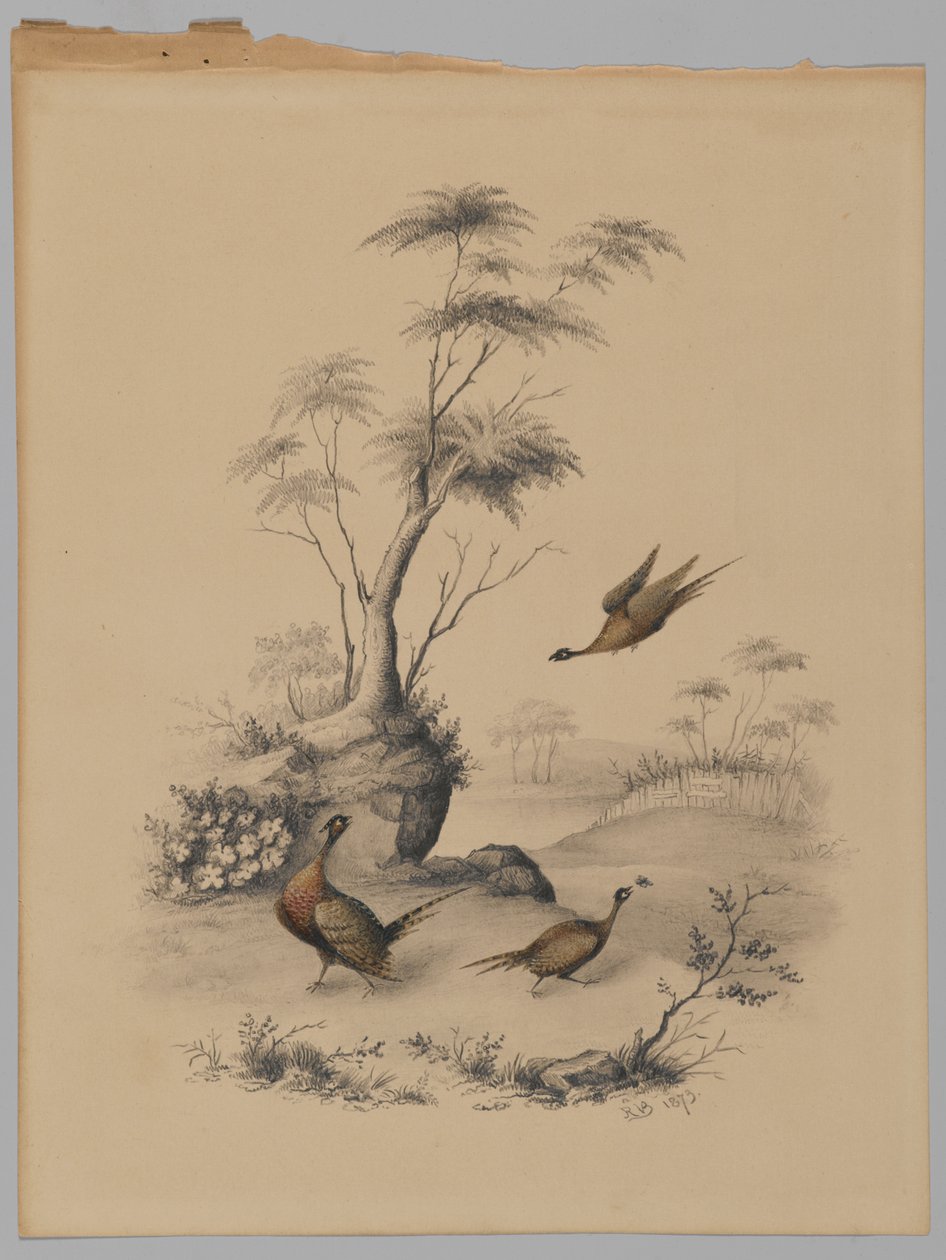 三个野鸡，1873年（石墨和纸上的wc） 作者 詹姆斯·赖德·范布伦特