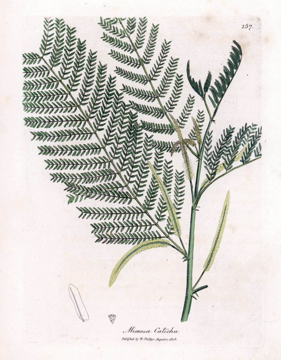 Acacia a cachou 或 cachoutier - 儿茶，金合欢儿茶。 手绘铜版雕刻，取自詹姆斯·索尔比 (James Sowerby) 的植物插图，来自威廉·伍德维尔 (William Woodville) 和威廉·杰克逊·胡克爵士 (Sir William Jackson Hooker) 的“药用植物学”，约翰·博恩 (John Bohn)，伦敦 作者 詹姆斯·索尔比