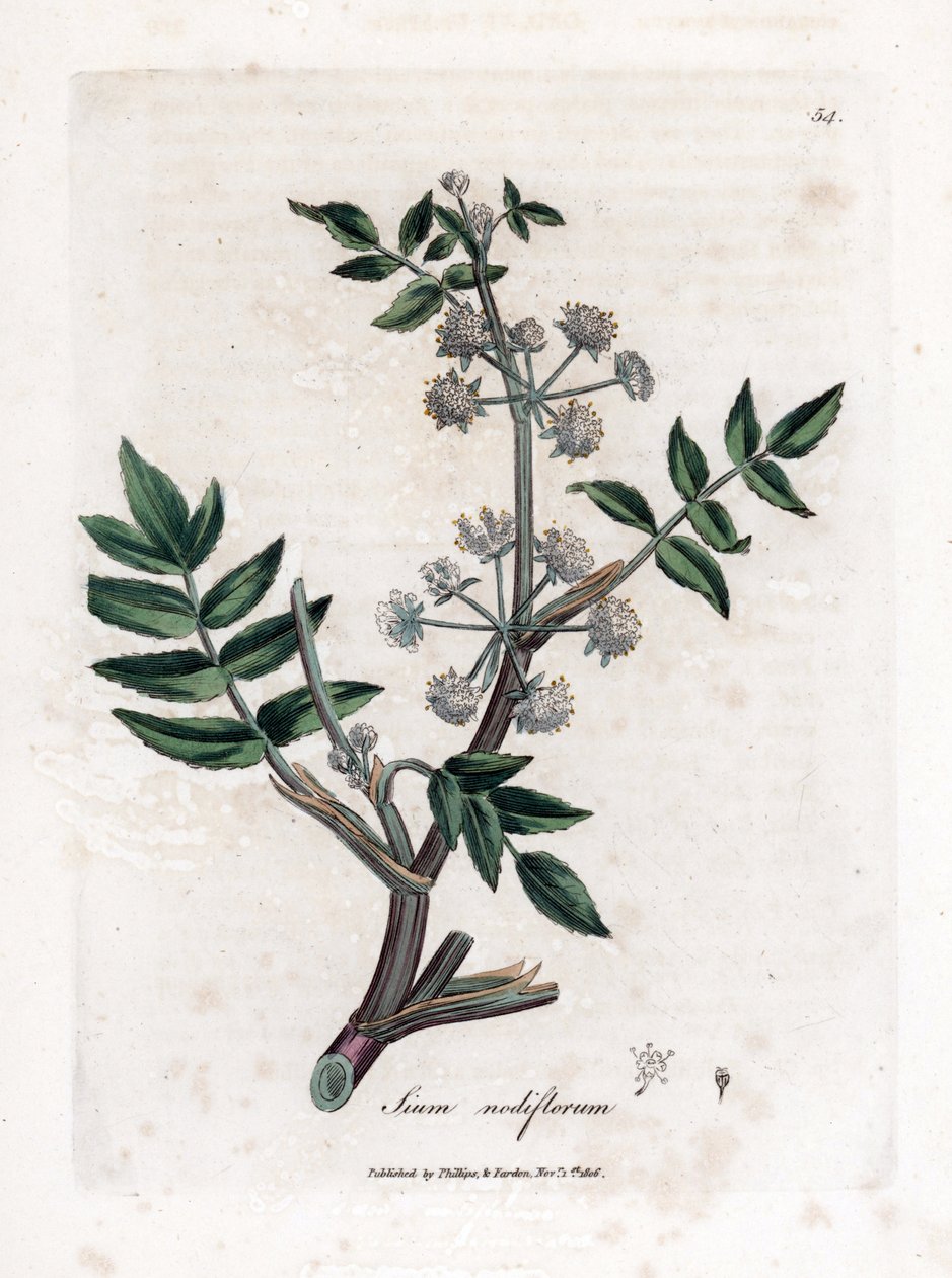 水芹--匍匐水芹，Sium nodiflorum。詹姆斯-索尔比（James Sowerby）根据威廉-伍德维尔（William Woodville）和威廉-杰克逊-胡克爵士（William Jackson Hooker）的《医学植物学》绘制的植物插图手工彩色铜版画，约翰-波恩，伦敦 作者 詹姆斯·索尔比