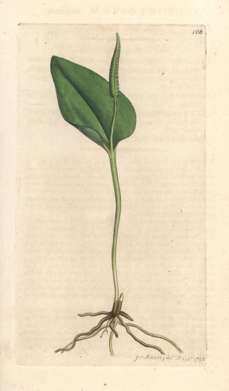 阿德的舌头，Ophioglossum vulgatum (Ophioglossum) 手绘铜版雕刻，由詹姆斯·索尔比 (James Sowerby) 绘制，来自伦敦詹姆斯·史密斯英国植物学 (James Smith