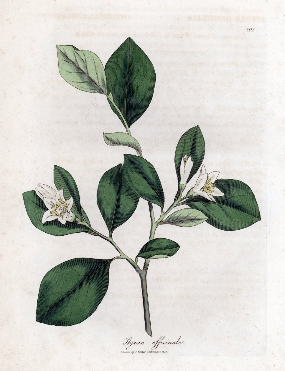 Aliboufier - Storax, Styrax officinalis.詹姆斯-索尔比（James Sowerby）根据威廉-伍德维尔（William Woodville）和威廉-杰克逊-胡克爵士（William Jackson Hooker）的《医学植物学》绘制的植物插图所作的手工彩色铜版雕刻，约翰-伯恩，伦敦 作者 詹姆斯·索尔比