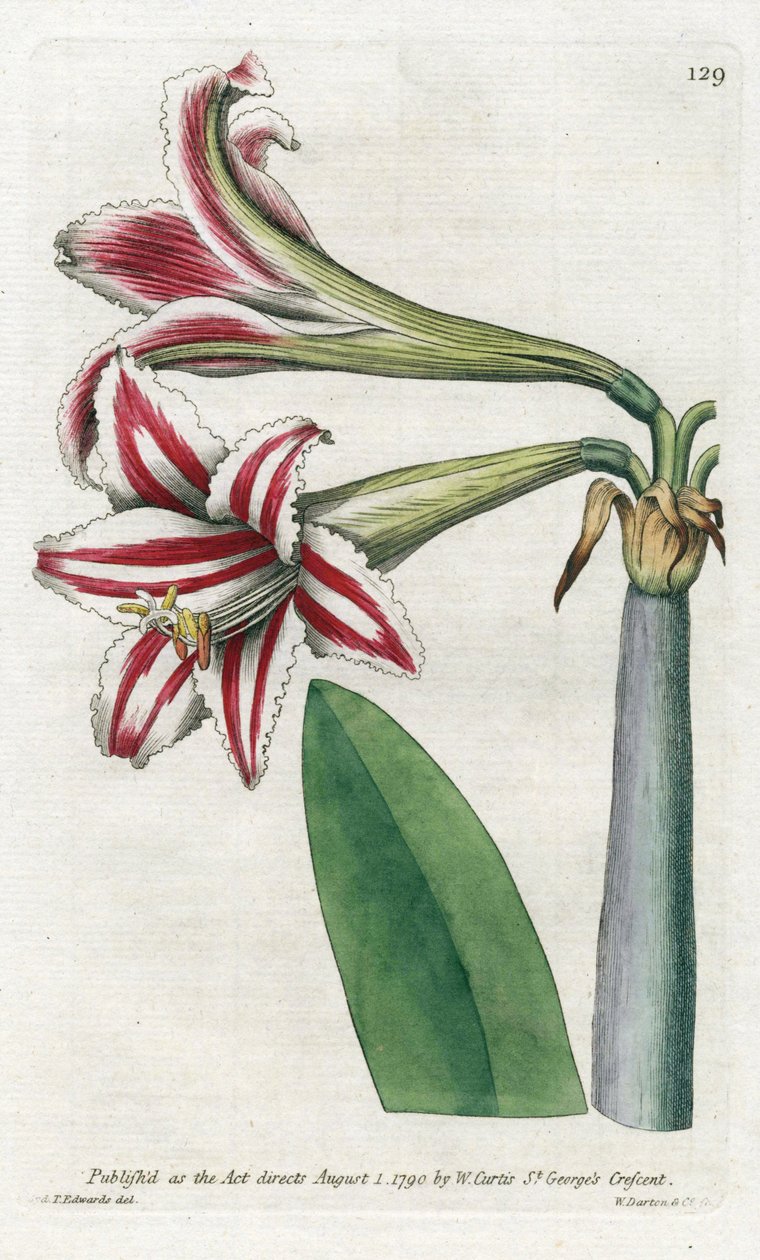 原产于南美洲的金盏花变种 - 詹姆斯-索尔比（1757-1822 年）的石版画，选自威廉-柯蒂斯（1746-1799 年）的《植物杂志 作者 詹姆斯·索尔比