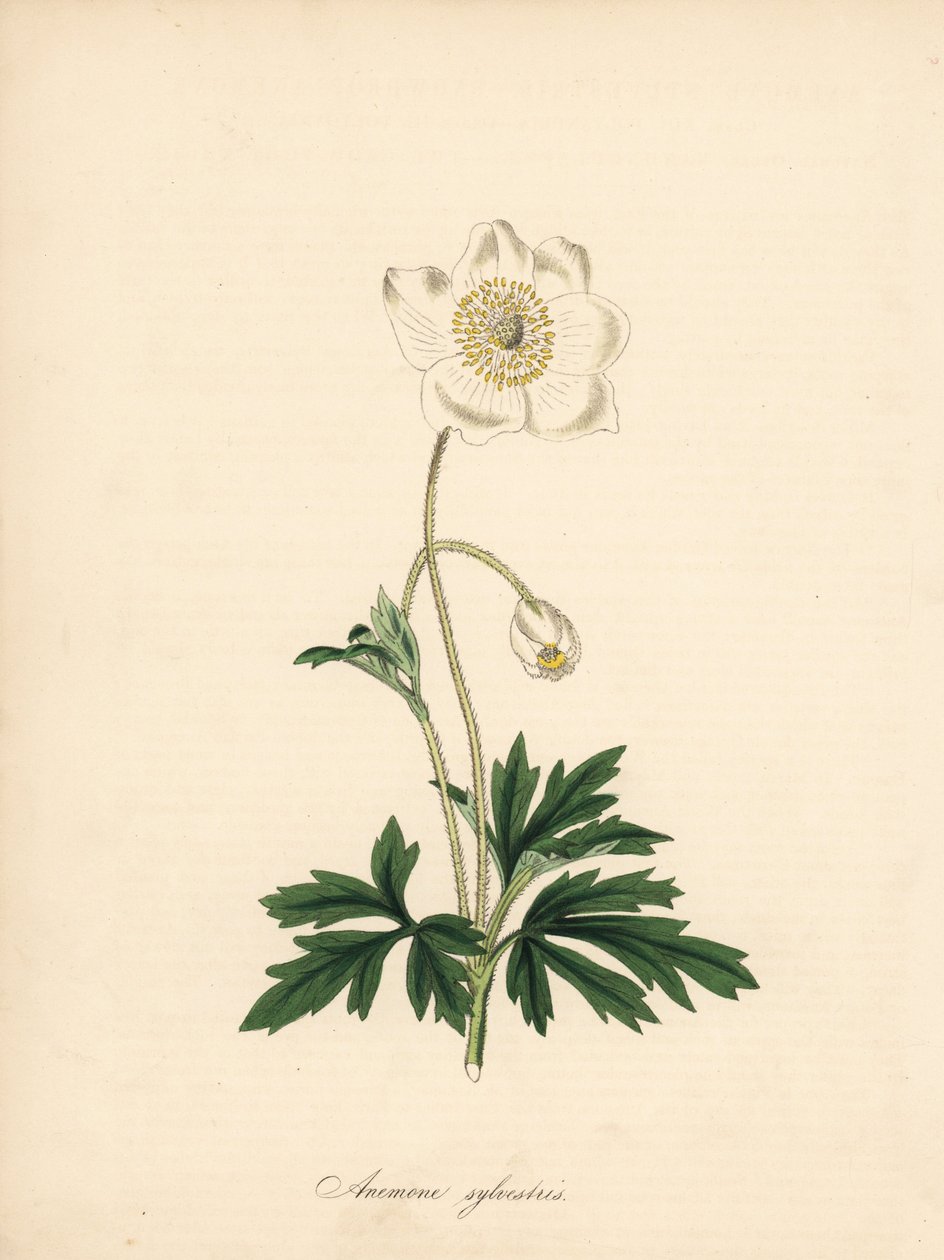钻头的海葵 - 雪花莲海葵，银莲花。 取自詹姆斯·索尔比 (James Sowerby) 在威廉·柯蒂斯 (William Curtis) 的《植物杂志》中的插图。由 C. Chabot 手绘的锌版画，由 M. A. Burnett 小姐从她的《Plantae Utiliores: or Illus》中绘制 作者 詹姆斯·索尔比