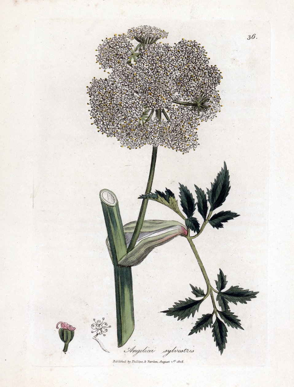 Angelique des bois ou sylvestris - 野生当归，Angelica sylvestris。詹姆斯-索尔比（James Sowerby）根据威廉-伍德维尔（William Woodville）和威廉-杰克逊-胡克爵士（William Jackson Hooker）的《医学植物学》绘制的植物插图所作的手工彩色铜版雕刻，约翰-伯恩，伦敦 作者 詹姆斯·索尔比