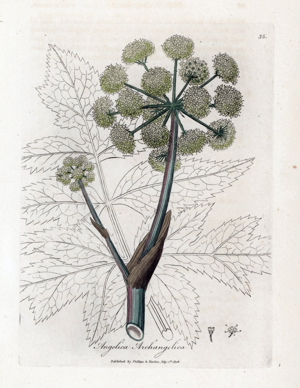 当归 - 花园当归，Angelica archangelica。詹姆斯-索尔比（James Sowerby）根据威廉-伍德维尔（William Woodville）和威廉-杰克逊-胡克爵士（Sir William Jackson Hooker）的《医学植物学》中的植物插图所作的手工彩色铜版雕刻，约翰-伯恩（John Bohn）著、 作者 詹姆斯·索尔比