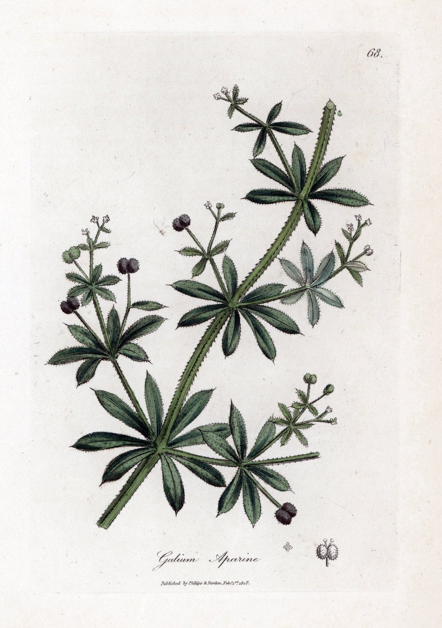茴芹糖或茴芹--韭菜或鹅掌柴，Calium aparine。詹姆斯-索尔比（James Sowerby）根据威廉-伍德维尔（William Woodville）和威廉-杰克逊-胡克爵士（William Jackson Hooker）的《医学植物学》绘制的植物插图手工彩色铜版画，约翰-伯恩，伦敦 作者 詹姆斯·索尔比