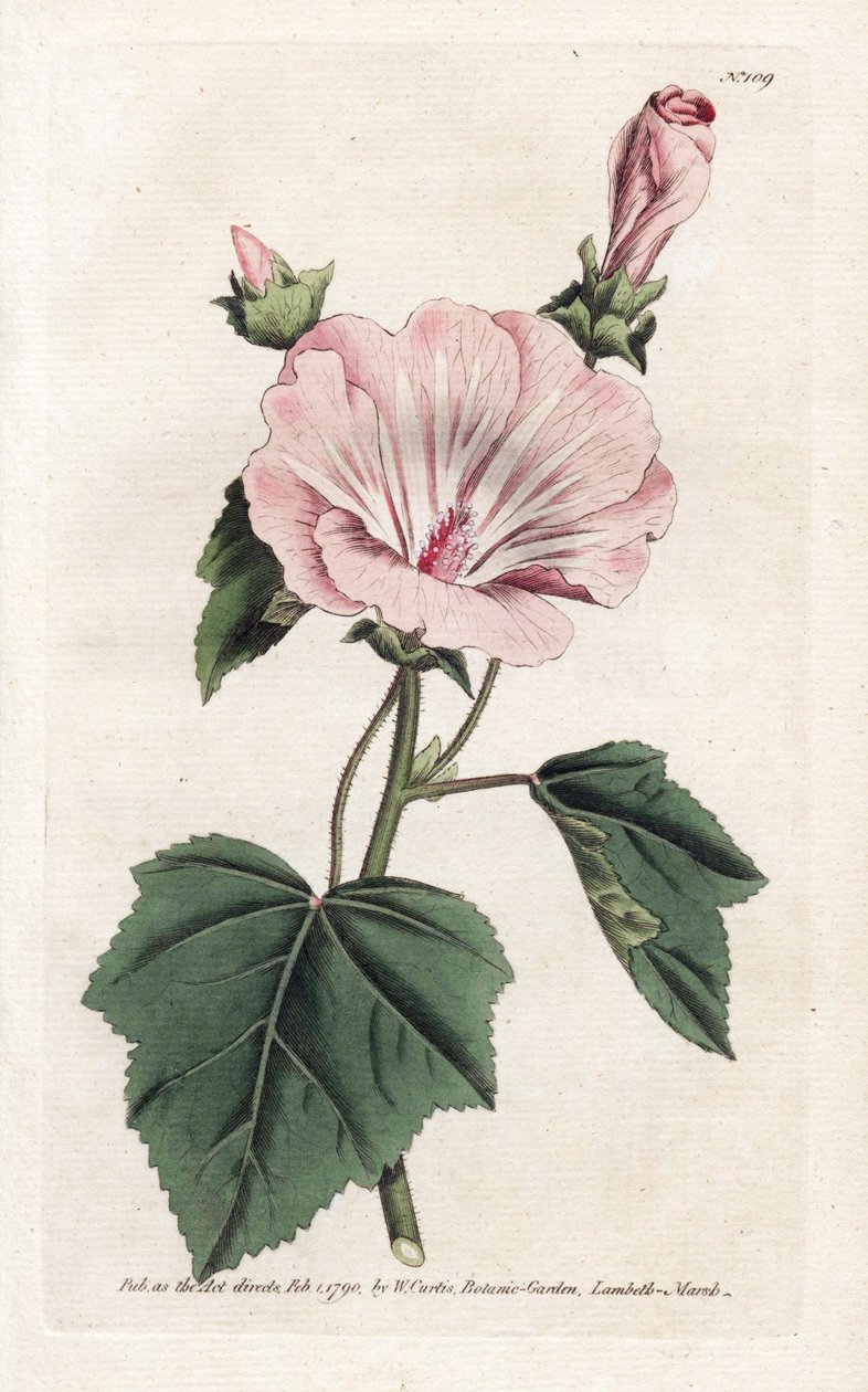 一年一度的紫色或季度薰衣草 - 詹姆斯·索尔比（James Sowerby，1757-1822）的石版画，来自威廉·柯蒂斯的植物杂志（1746-1799） 作者 詹姆斯·索尔比