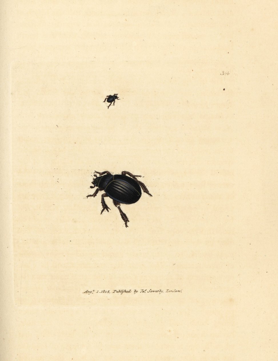 Aphodius arenarius 甲虫（Scarabaeus ovalis）。 《英国杂记》中詹姆斯·索尔比 (James Sowerby) 的手绘铜版雕刻，或新的、稀有的或鲜为人知的动物主题的彩色人物。 作者 詹姆斯·索尔比