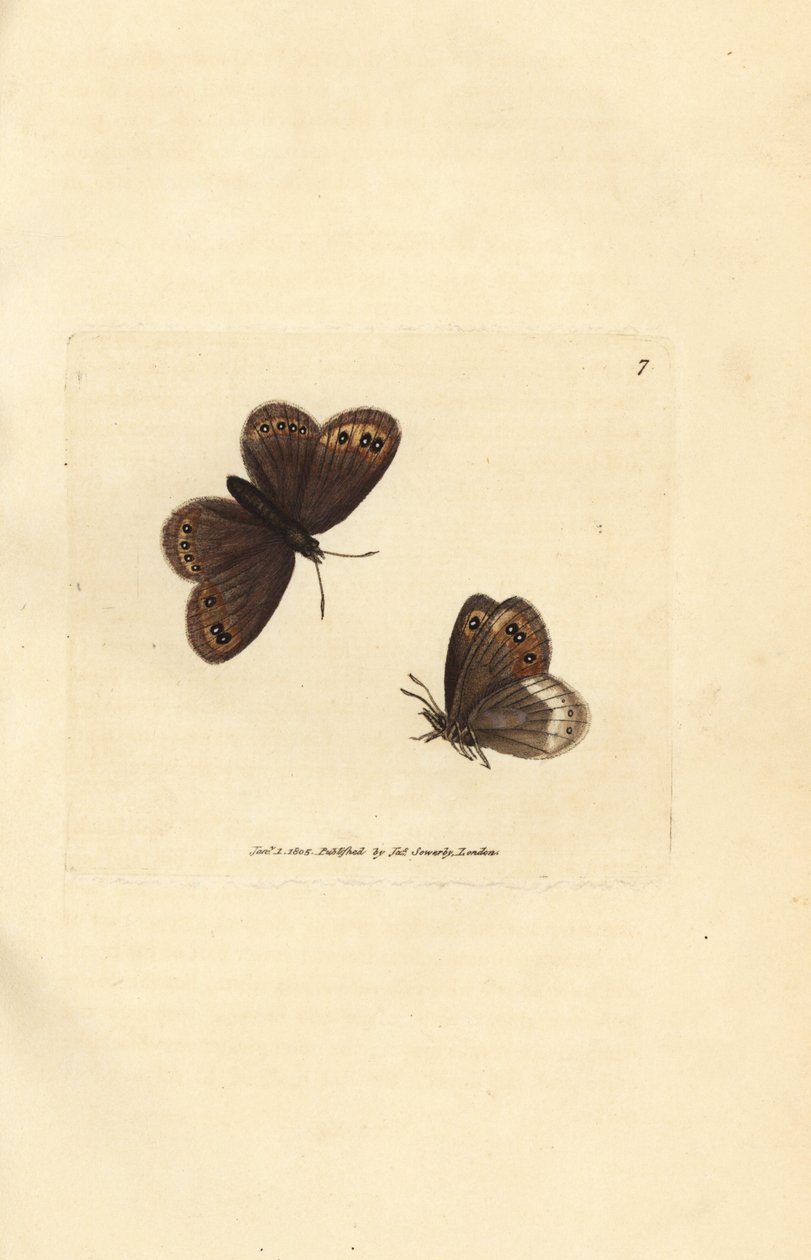 Arran brown, Erebia ligea (Papilio ligea)。詹姆斯-索尔比（James Sowerby）的手工彩色铜版雕刻，选自《英国杂录》，或《新颖、稀有或鲜为人知的动物题材彩色图片》。 作者 詹姆斯·索尔比
