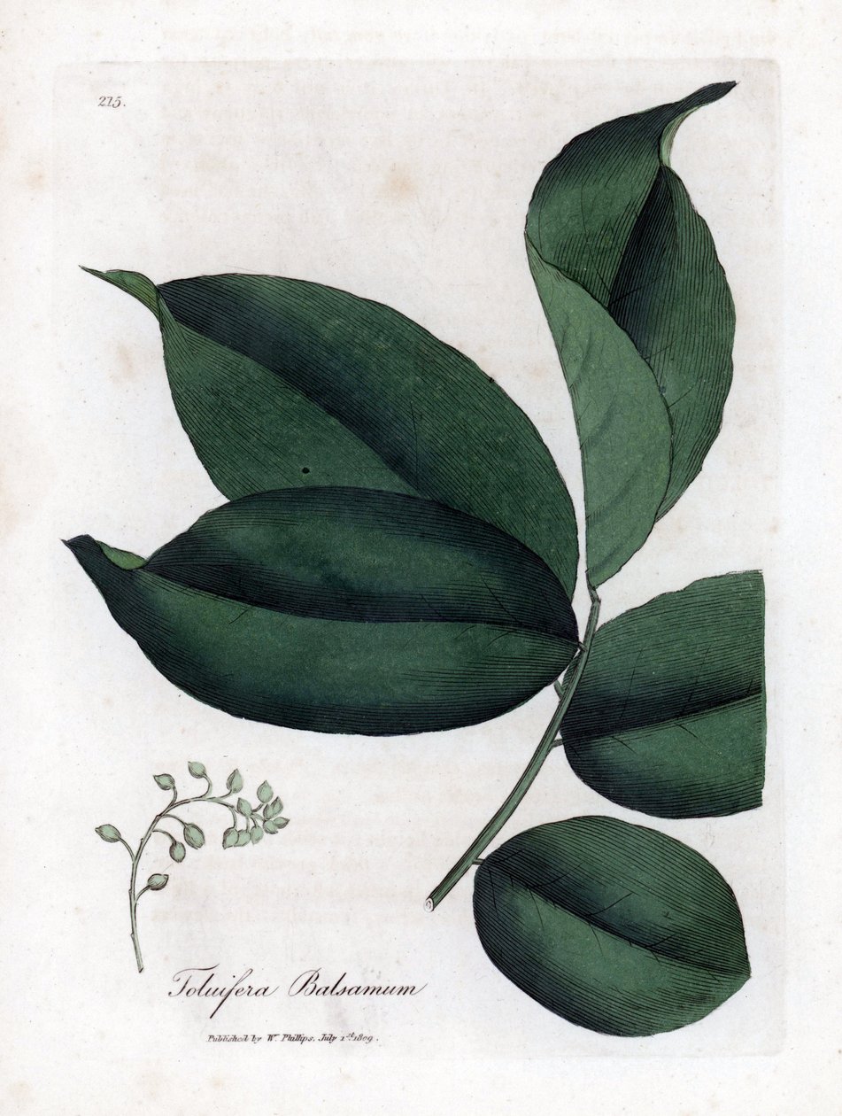 托鲁香脂树，Myroxylon toluifera balsamum。詹姆斯-索尔比（James Sowerby）根据威廉-伍德维尔（William Woodville）和威廉-杰克逊-胡克爵士（William Jackson Hooker）的《医学植物学》绘制的植物插图手工彩色铜版雕刻，约翰-伯恩，伦敦 作者 詹姆斯·索尔比