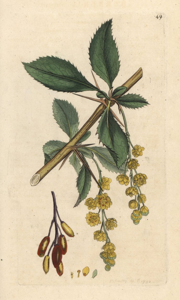 小檗（Vinettier 或 l¿spine-barberry） 根据伦敦詹姆斯-史密斯的《英国植物学》中詹姆斯-索尔比的插图绘制的手工彩色铜版雕刻品 作者 詹姆斯·索尔比