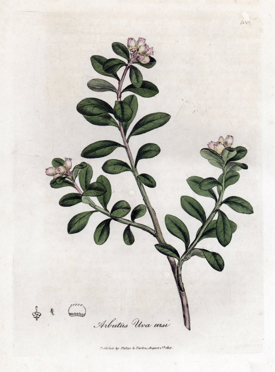 熊葡萄或熊果 - 蔓生杨梅或熊果，Arctostaphylos uva-ursi。 手绘铜版雕刻，取自詹姆斯·索尔比 (James Sowerby) 的植物插图，出自威廉·伍德维尔 (William Woodville) 和威廉·杰克逊·胡克爵士 (Sir William Jackson Hooker) 的“药用植物学”，约翰·博恩 (John Bohn)，伦敦 作者 詹姆斯·索尔比