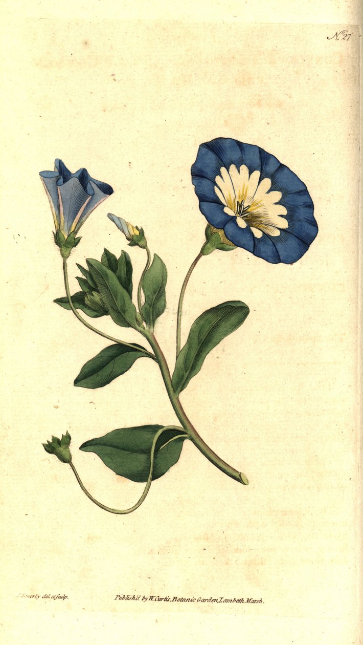 美丽的萱草或三色萱草 - 小萱草，Convolvulus tricolor。詹姆斯-索尔比（James Sowerby）的手工铜版雕刻和植物插图，选自威廉-柯蒂斯（William Curtis）的《植物杂志》，伦敦兰贝斯沼泽地 作者 詹姆斯·索尔比
