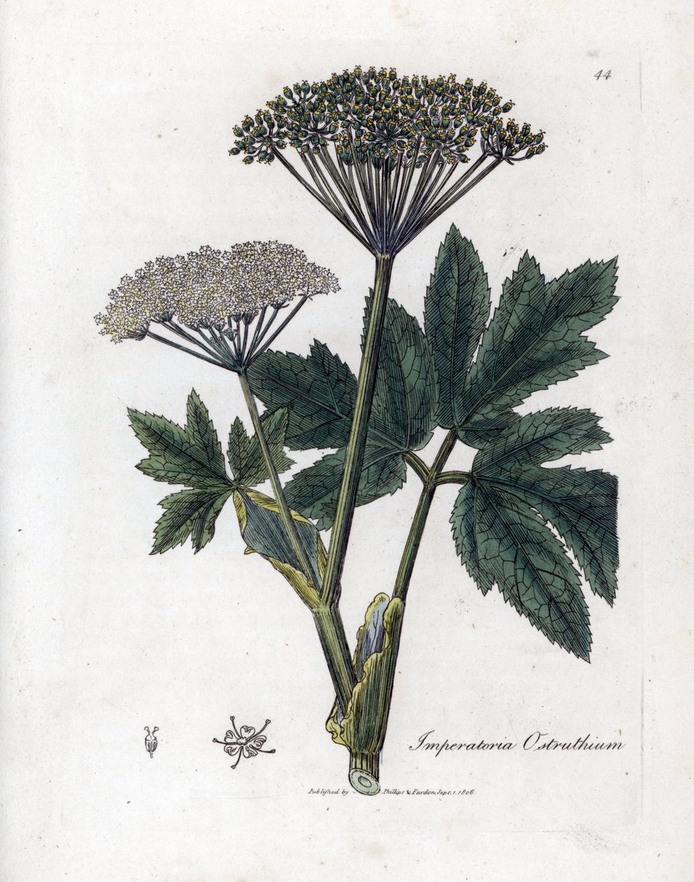 安息香或安息香属植物--普通益母草，Imperatoria ostruthium。詹姆斯-索尔比（James Sowerby）根据威廉-伍德维尔（William Woodville）和威廉-杰克逊-胡克爵士（William Jackson Hooker）的《医学植物学》绘制的植物插图所作的手工彩色铜版雕刻，约翰-伯恩，伦敦 作者 詹姆斯·索尔比