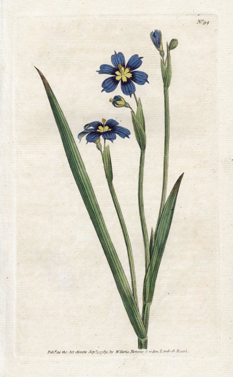 窄叶百慕大 - 詹姆斯·索尔比（James Sowerby，1757-1822）的平版印刷，来自威廉·柯蒂斯（William Curtis，1746-1799）的《植物杂志》 作者 詹姆斯·索尔比