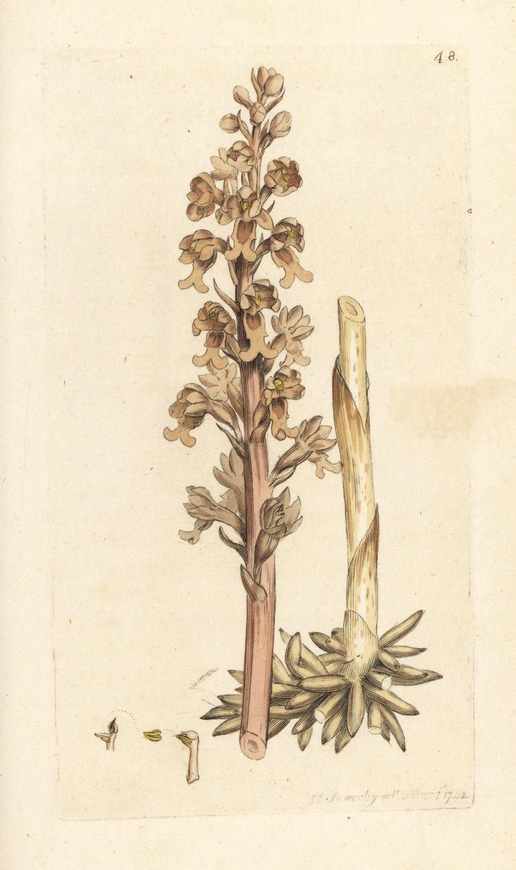 燕窝兰，Neottia nidus-avis（燕窝凤梨，Ophrys nidus-avis）。根据伦敦詹姆斯-史密斯的《英国植物学》中詹姆斯-索尔比的插图绘制的手工彩色铜版画。 作者 詹姆斯·索尔比