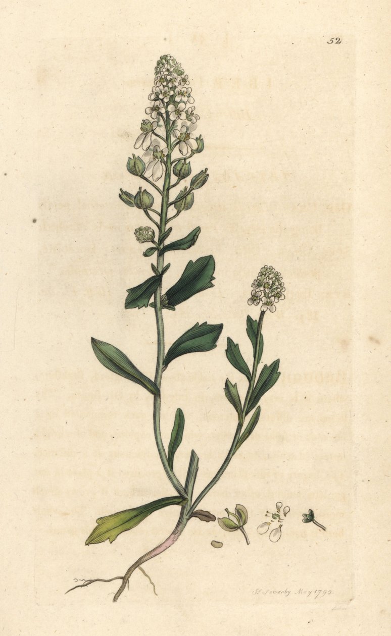 苦糖果草，Iberis amara。根据伦敦詹姆斯-史密斯的《英国植物学》中詹姆斯-索尔比的插图绘制的手工彩色铜版画。 作者 詹姆斯·索尔比