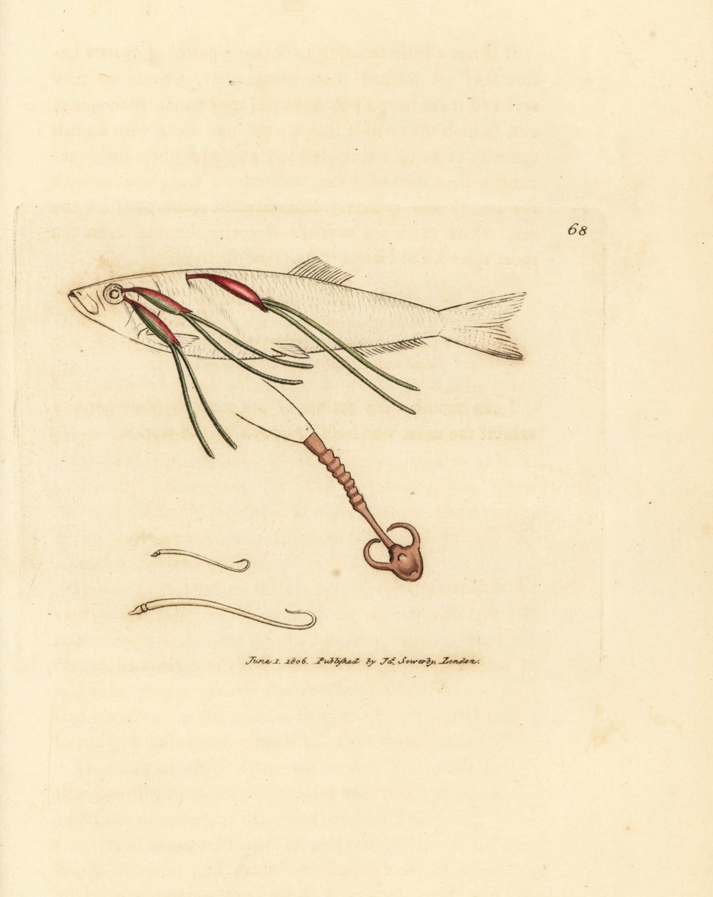 喷水眼上的噬血桡足类寄生虫，Lernaeenicus sprattae (Lernaea sprattae)。在牡蛎壳上发现的另一种奇怪蠕虫。詹姆斯-索尔比（James Sowerby）的手工彩色铜版雕刻，选自《英国杂录》（The British Miscellany），或《新奇罕见的彩色图片》（Colored figures of new, rare、 作者 詹姆斯·索尔比