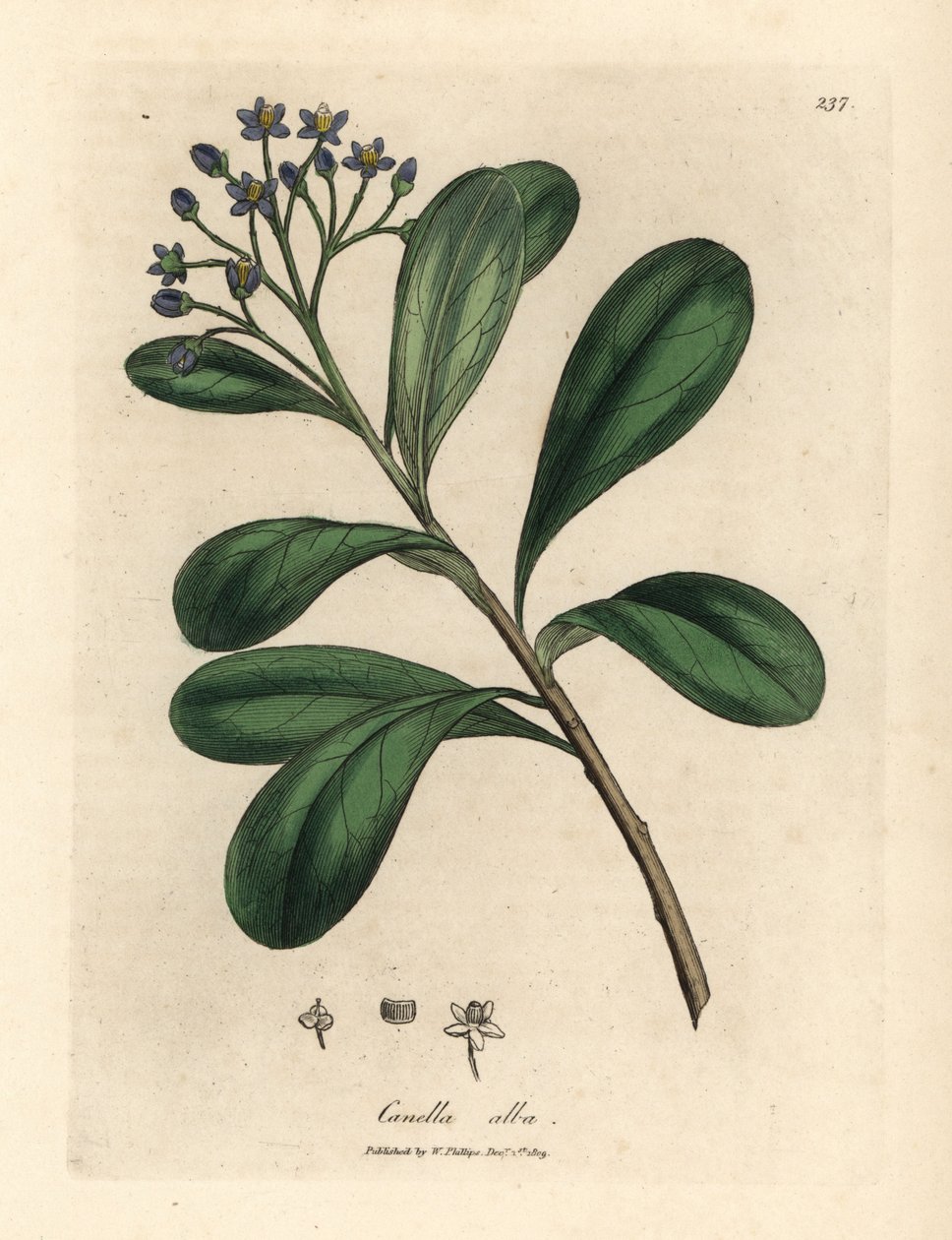 蓝花月桂叶卡奈拉，白卡奈拉，冬卡奈拉 作者 詹姆斯·索尔比