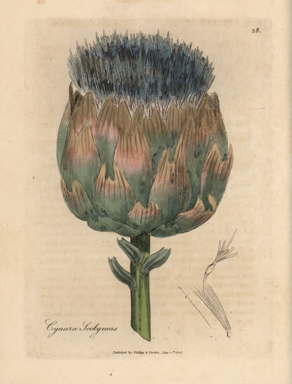 蓝色和紫色花朝鲜蓟，Cynara scolymus 作者 詹姆斯·索尔比