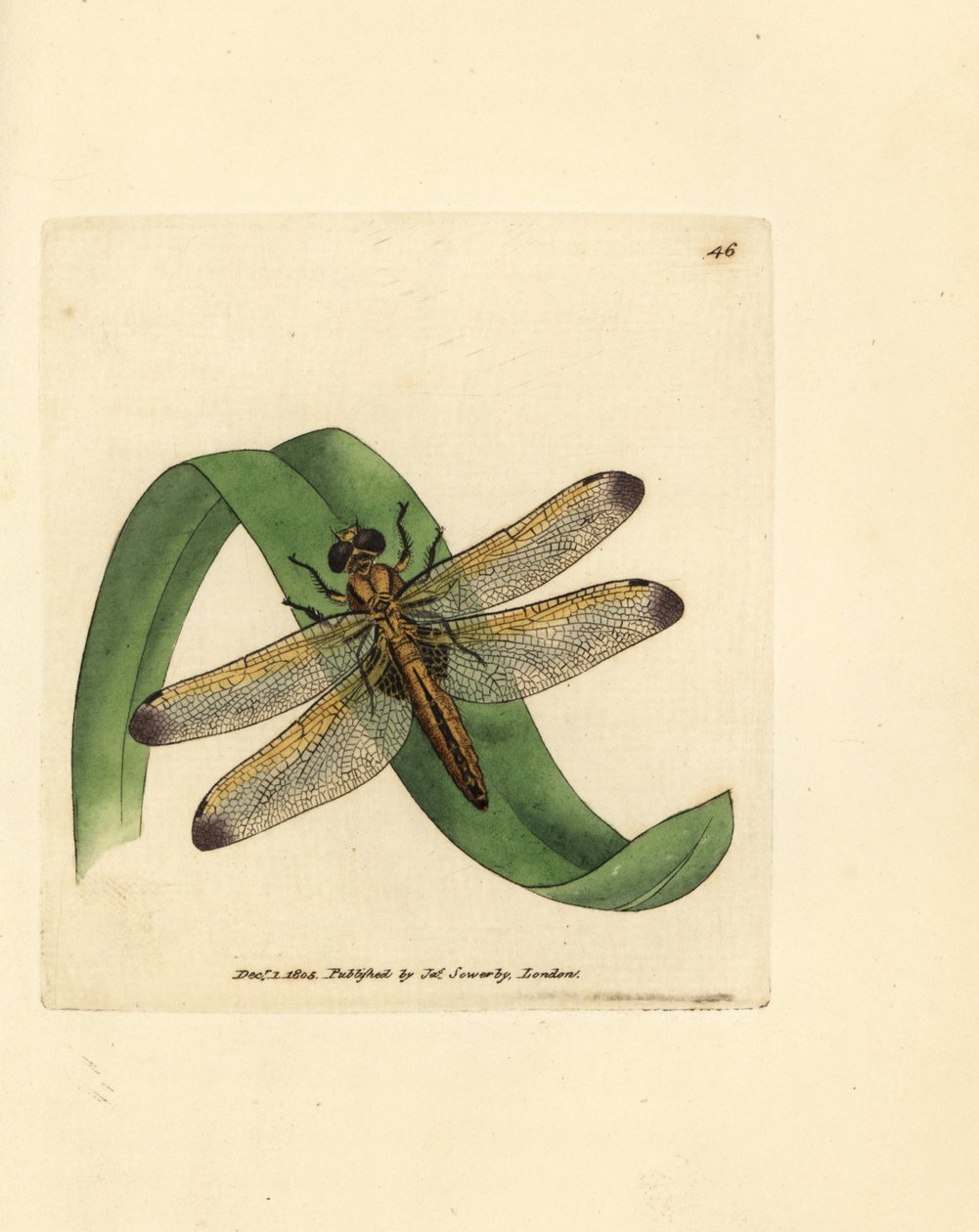 蓝色追逐者，Libellula fulva（染色蜻蜓，Libellula conspurcata）。詹姆斯-索尔比（James Sowerby）的手工彩色铜版雕刻，选自《英国杂录》（The British Miscellany），或《新奇、罕见或鲜为人知的动物题材彩色图片》（Colored figures of new, rare, or little known animal subjects）。 作者 詹姆斯·索尔比