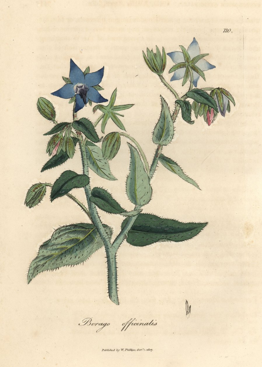 蓝花琉璃苣，Borago officinalis 作者 詹姆斯·索尔比