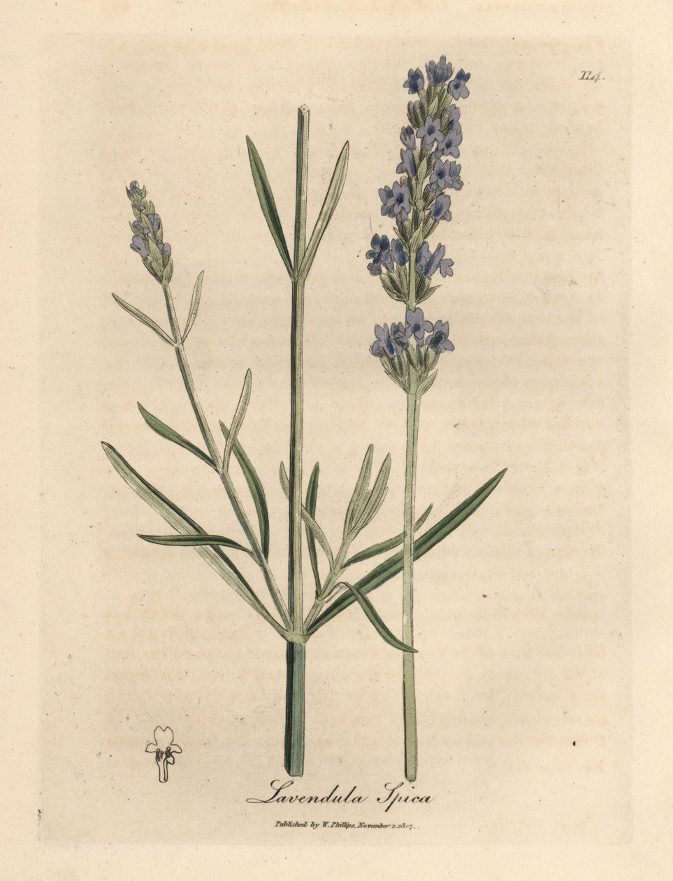 蓝花薰衣草，Lavandula spica 作者 詹姆斯·索尔比