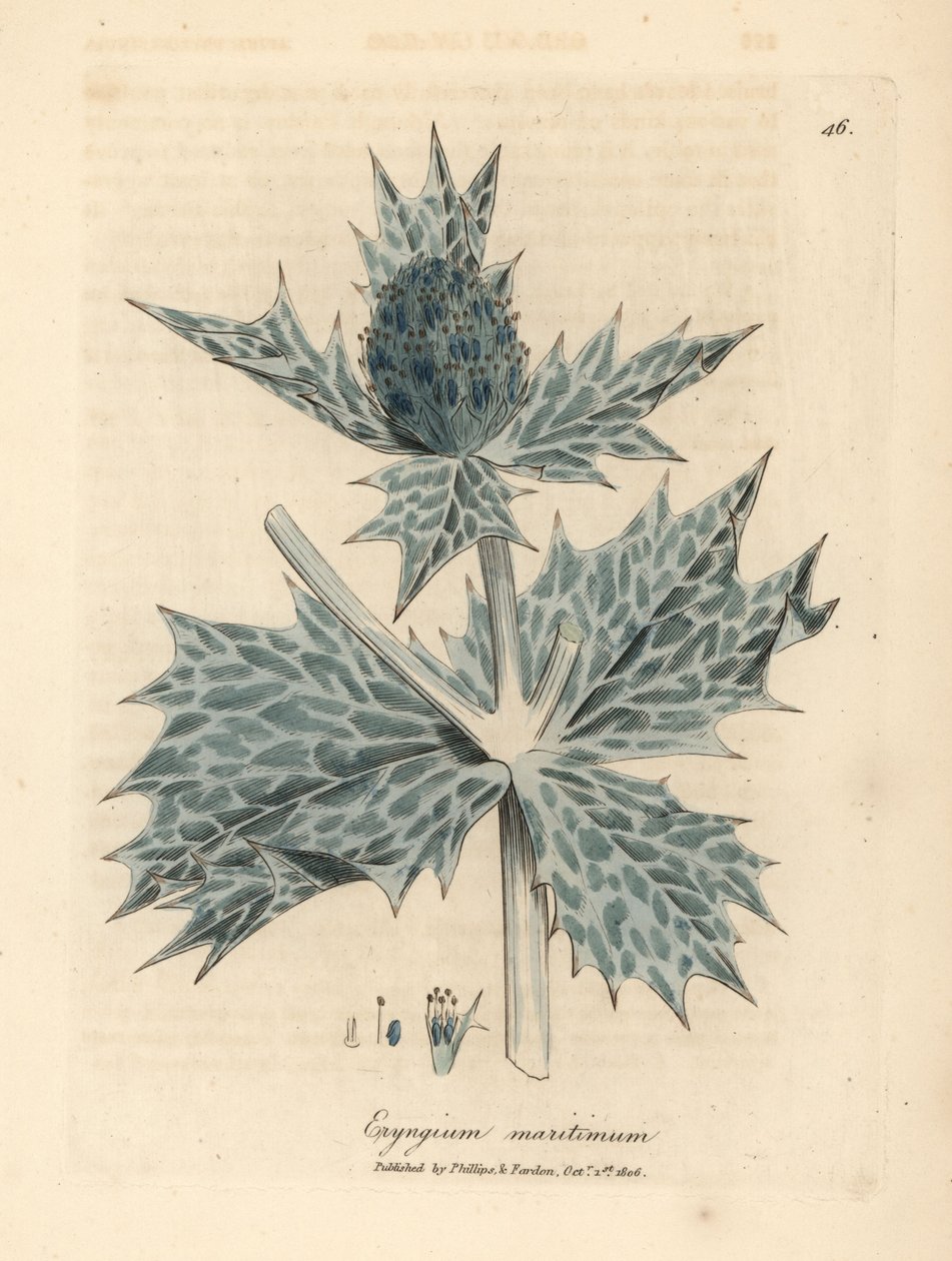 蓝花海冬青，Eryngium maritinum 作者 詹姆斯·索尔比