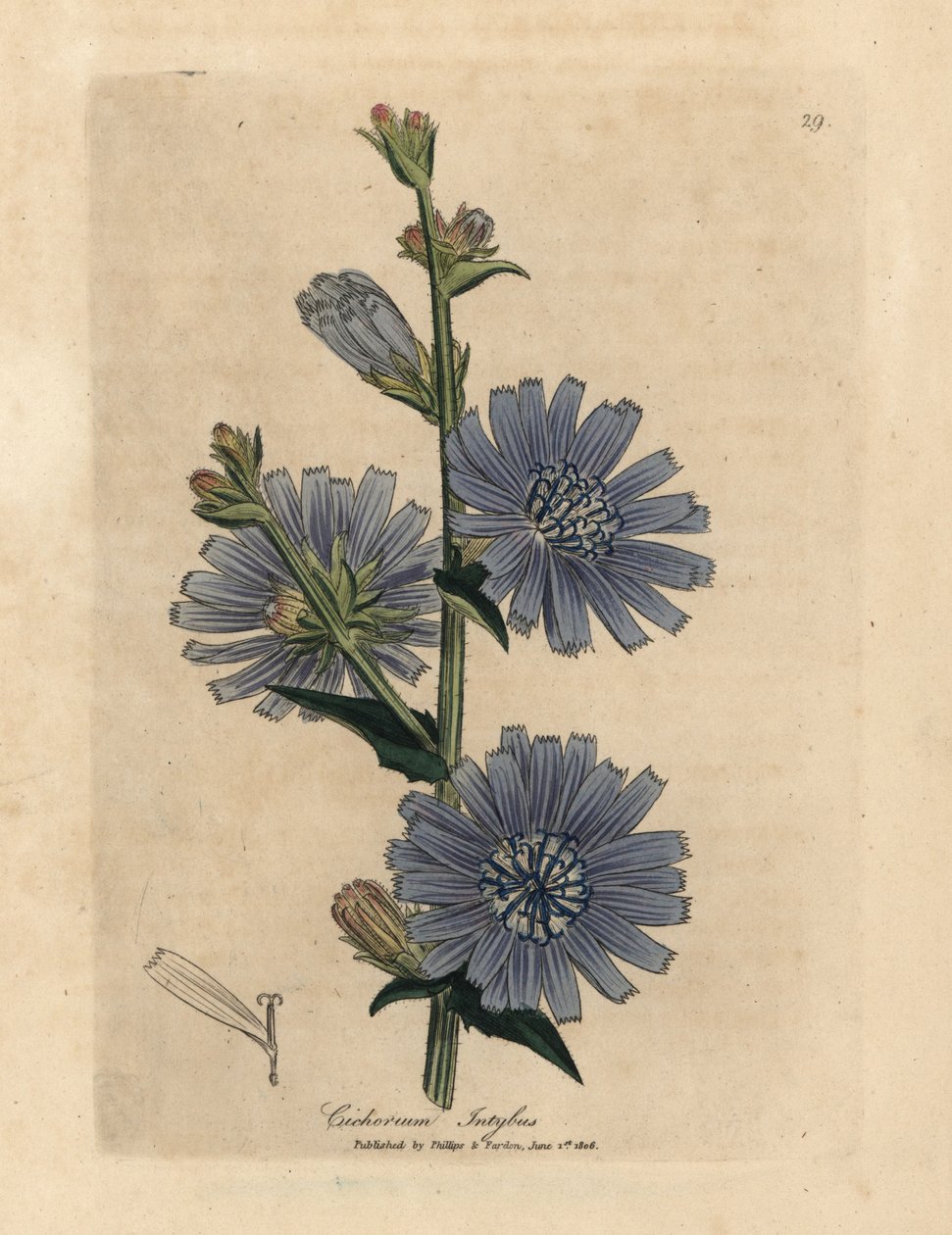 蓝花野生 succory 或菊苣，Cichorium intybus 作者 詹姆斯·索尔比
