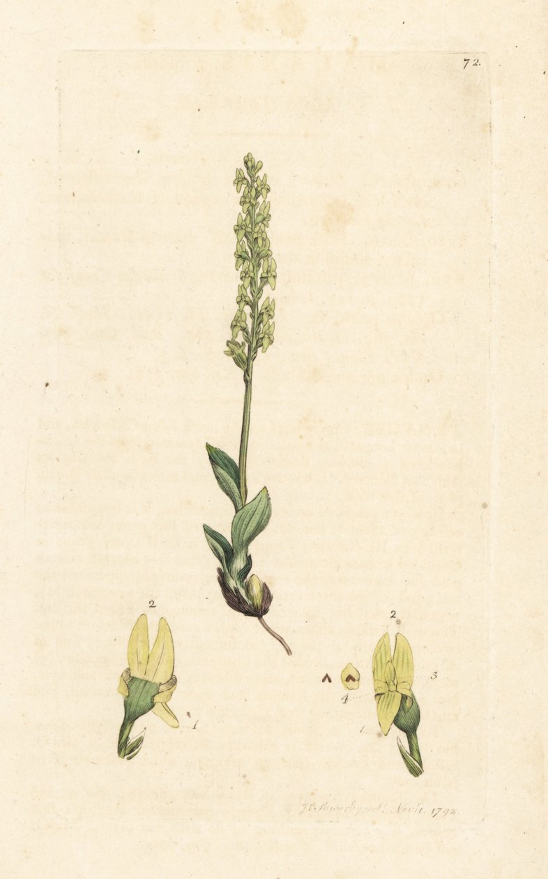 沼泽兰花，Hammarbya paludosa（Marsh tway-blade，Malaxis paludosa）。 手绘铜版雕刻，由詹姆斯·索尔比 (James Sowerby) 绘制，来自伦敦詹姆斯·史密斯英国植物学 (James Smith