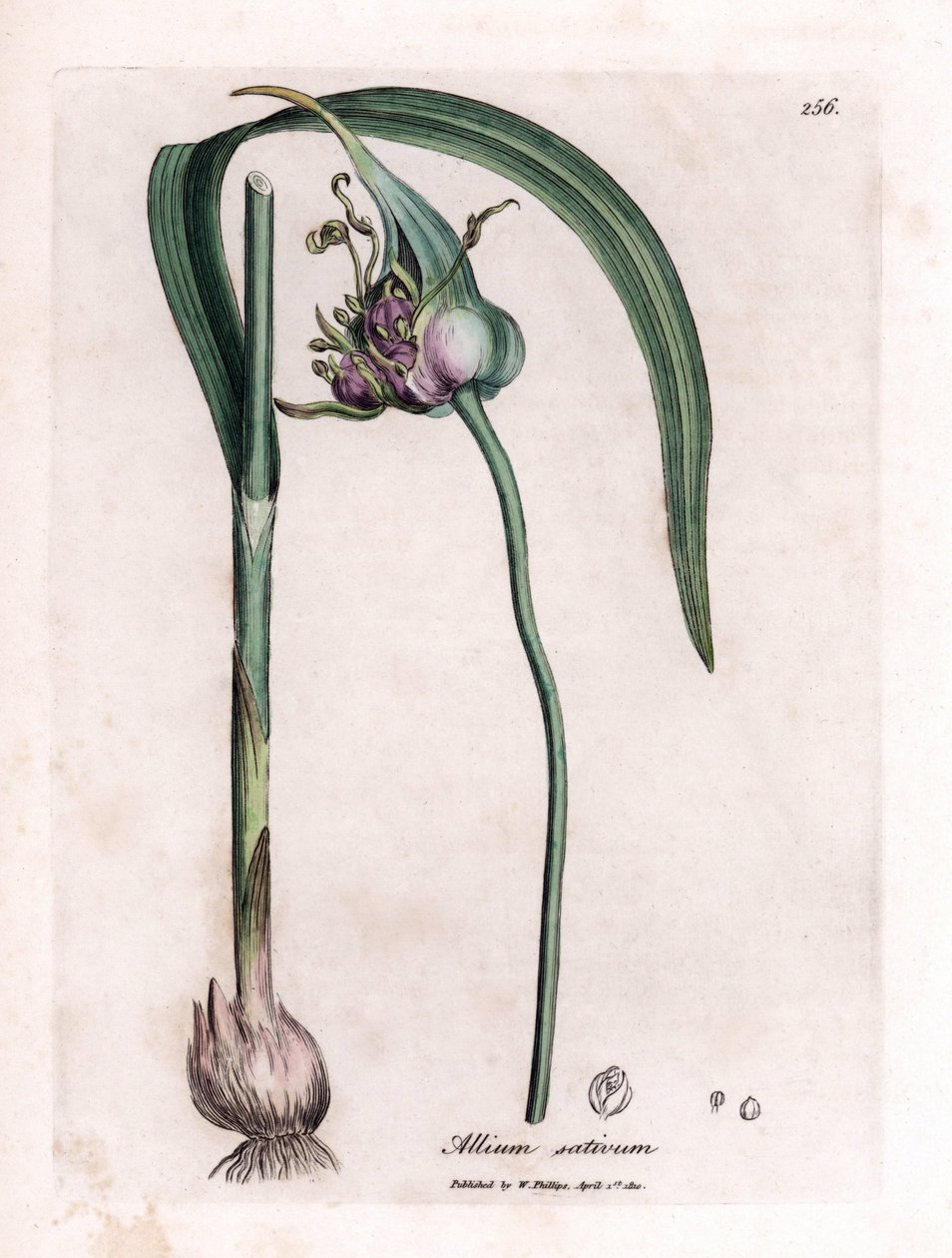 植物板：栽培大蒜（Allium sativum），展示球茎、叶子和紫色花朵。根据詹姆斯-索尔比（James Sowerby）的插图手工绘制的彩色铜版画。摘自威廉-伍德维尔和威廉-杰克逊-胡克爵士的著作《植物学》。 作者 詹姆斯·索尔比