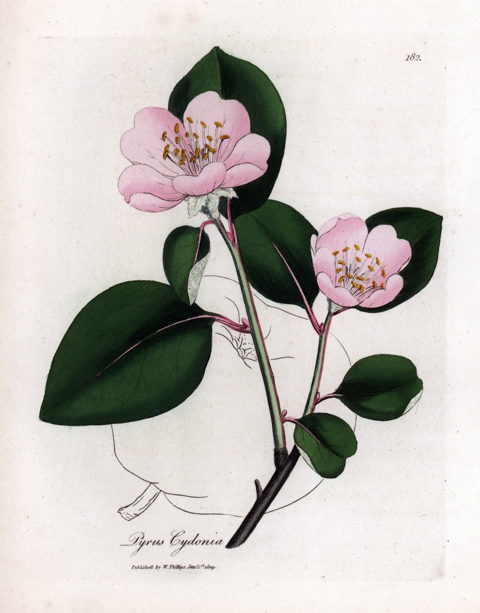 植物板：花和木瓜，Cognassier (Cydonia oblonga) 的果实 - 粉红色的花木瓜树，果实轮廓，Pyrus cydonia。 威廉·伍德维尔和威尔爵士的詹姆斯·索尔比 (James Sowerby) 绘制的手绘铜版雕刻植物插图 作者 詹姆斯·索尔比