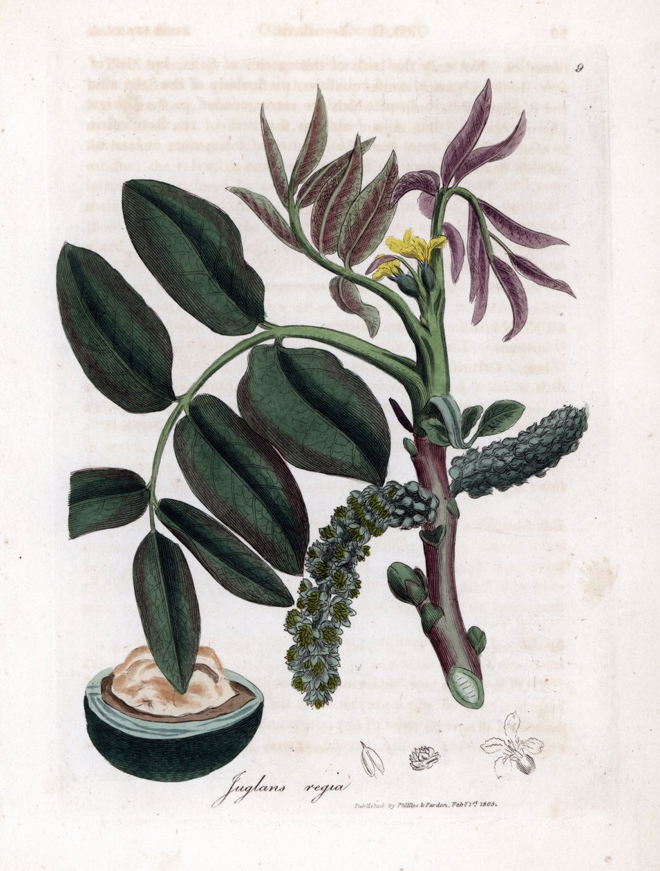 植物图板：树叶、植物和核桃果实 常见核桃树 Juglans regia 的树叶、黄色花朵和坚果。詹姆斯-索尔比（James Sowerby）根据威廉-伍德维尔和威廉-杰克逊-胡克爵士（William Woodville and Sir William Jackson Hooker）的植物学插图绘制的手工彩色铜版画。 作者 詹姆斯·索尔比